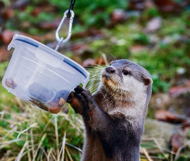 Der Zwergotter im Walter Zoo überlegt, wie er zu den Leckereien in der Dose kommt, und er ist gefordert, die Miesmuscheln aus dem Ball zu klauben. Dabei zeigen sich seine Geschicklichkeit und sein Spieltrieb.