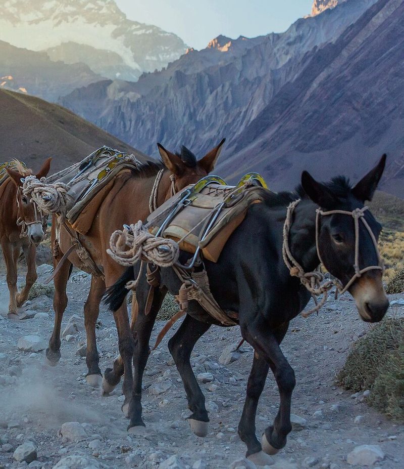 Maultiertrekking