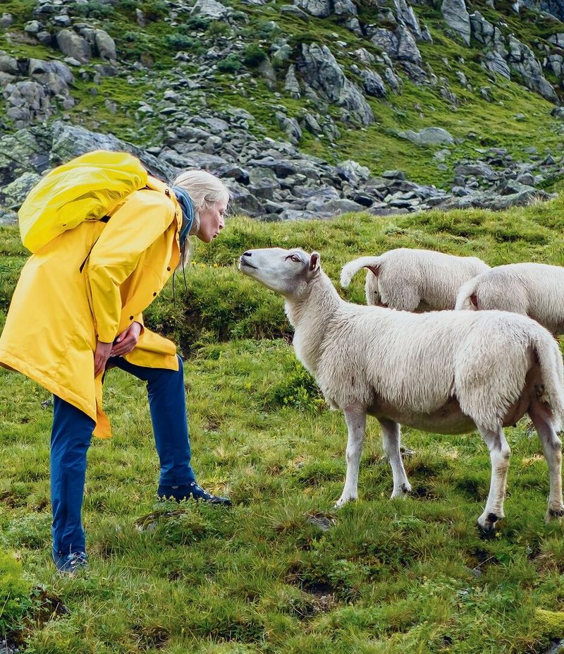 Schaf spaziergang