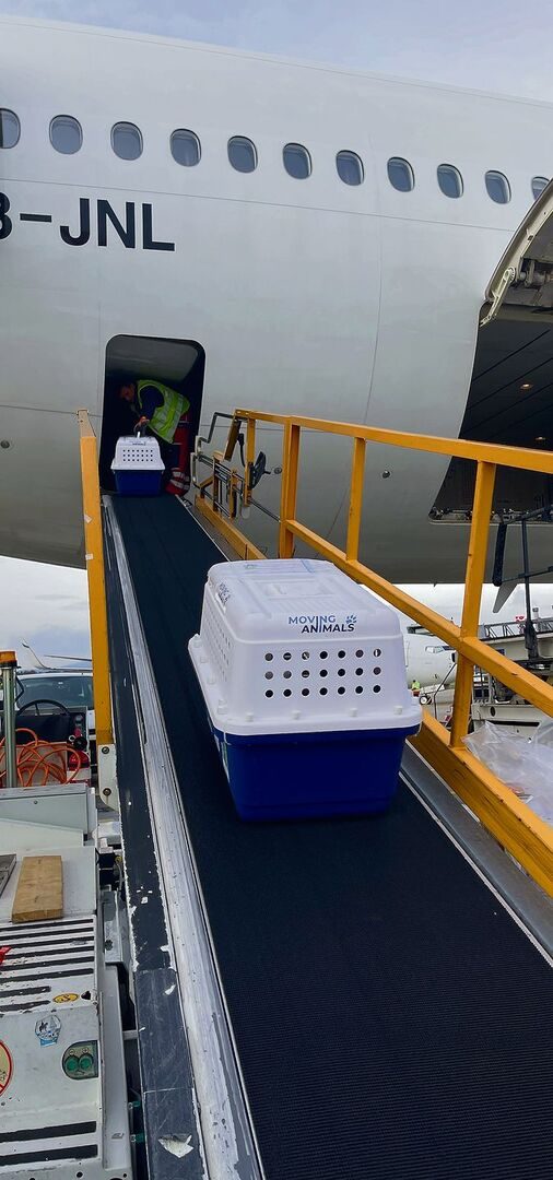 Die Transportboxen mit den Katzen werden sorgfältig im Frachtraum verstaut.