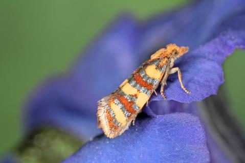 Imago von Aethes aurofasciana