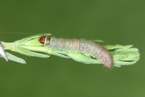 Raupe von Istrianis myricariella