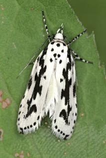 Imago von Ethmia pusiella