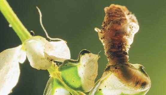 Puppe von Coleophora colutella