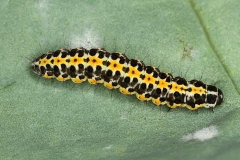 Raupe von Ethmia pusiella