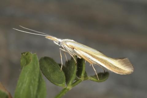 Imago von Coleophora valesianella