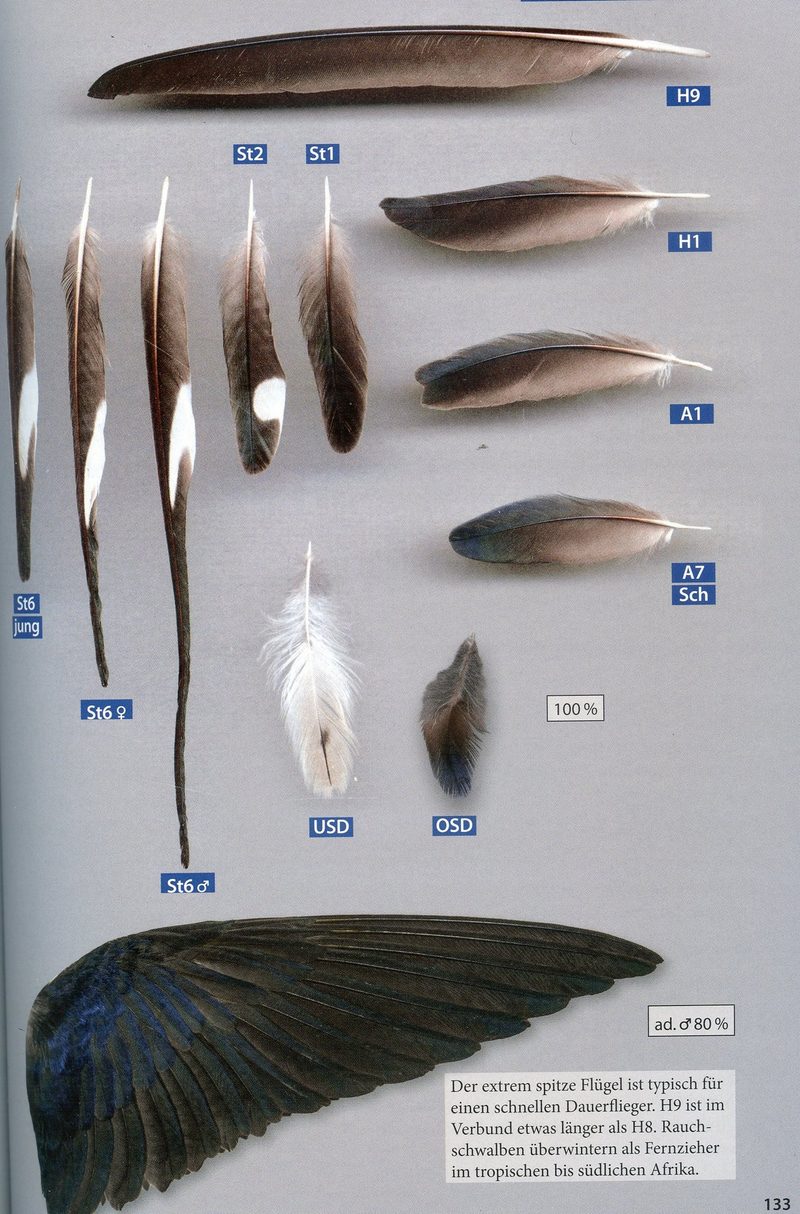 Welche Vogelfeder ist das?