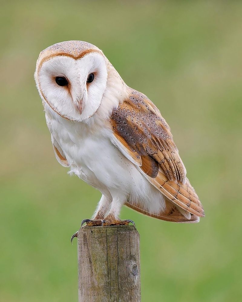Welche Vogelfeder ist das?