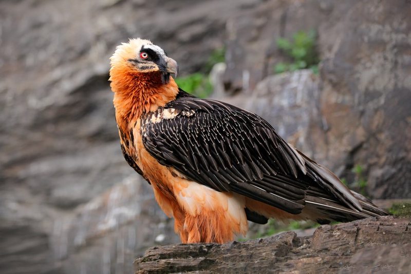 Bartgeier in den Alpen: Ein majestätischer Jäger kehrt in die Schweiz zurück