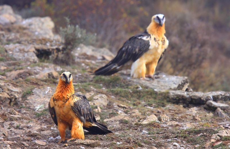 Bartgeier in den Alpen: Ein majestätischer Jäger kehrt in die Schweiz zurück