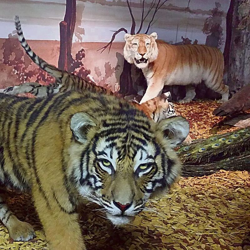 ausgestopfte Tiger