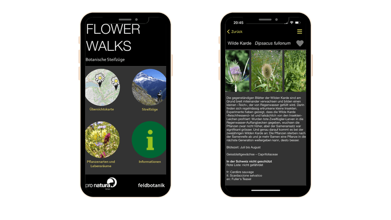 Die Schweizer Flora dank einer App entdecken
