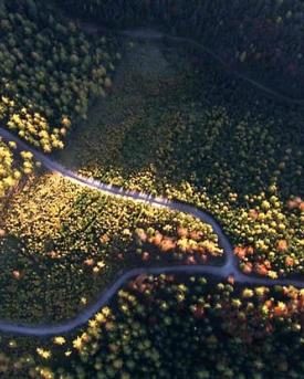 Wiener Wald