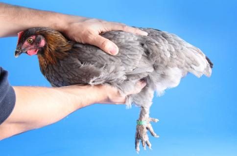 griff1.jpg