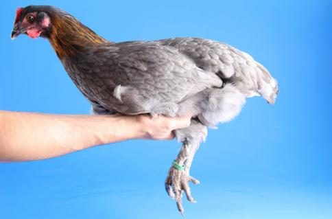griff2.jpg
