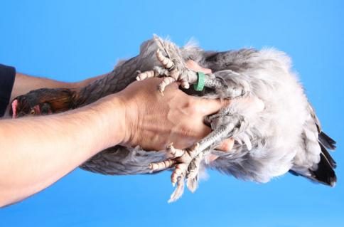 griff3.jpg