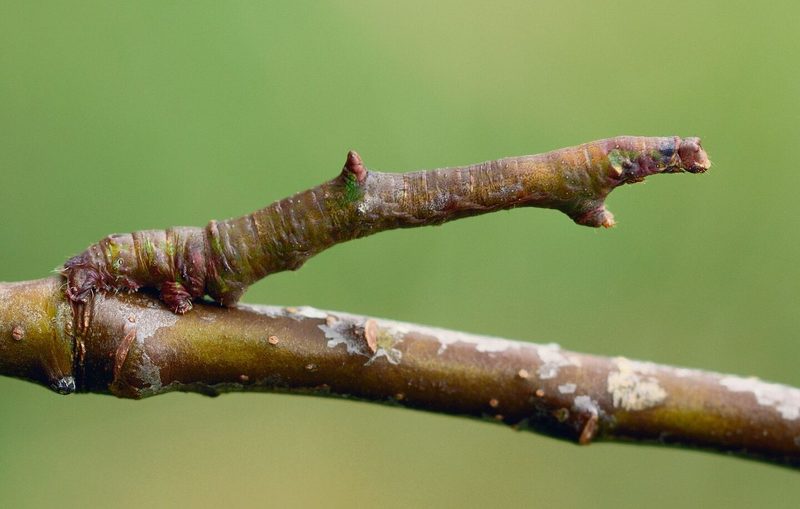 Raupe