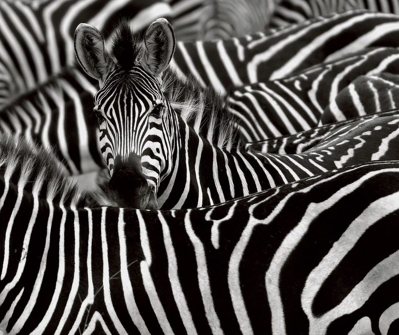 Zebra