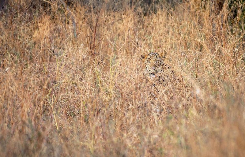 In der richtigen Haltung sehen die braunen Raupen des Gelbspanners einem Ast zum Verwechseln ähnlich.Der Indische Leopard wiederum muss sich nur im Gras der Savanne ducken, um nicht gesehen zu werden.