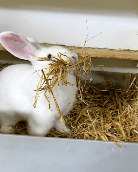Zibbe beim Nestbau