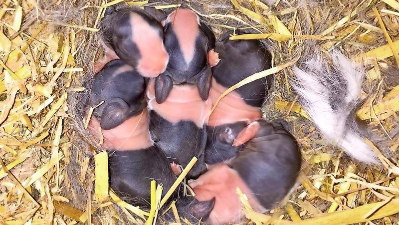 Neugeborene Kaninchen im Nest