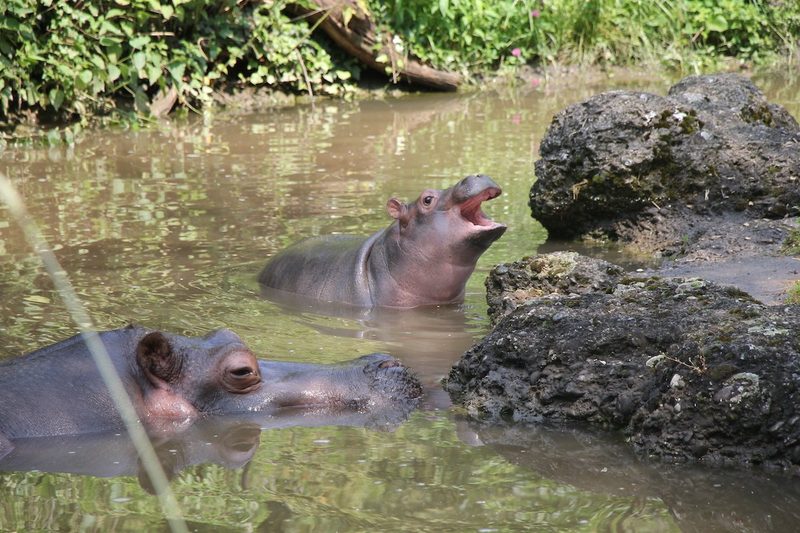 Rundgang durch zoologische Institutionen in der Schweiz