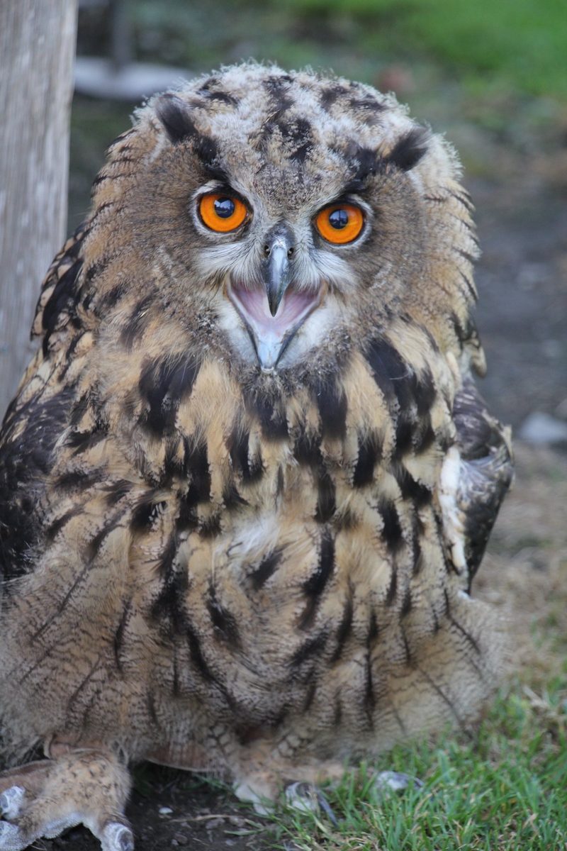 Rundgang durch zoologische Institutionen in der Schweiz