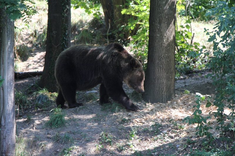 Rundgang durch zoologische Institutionen in der Schweiz