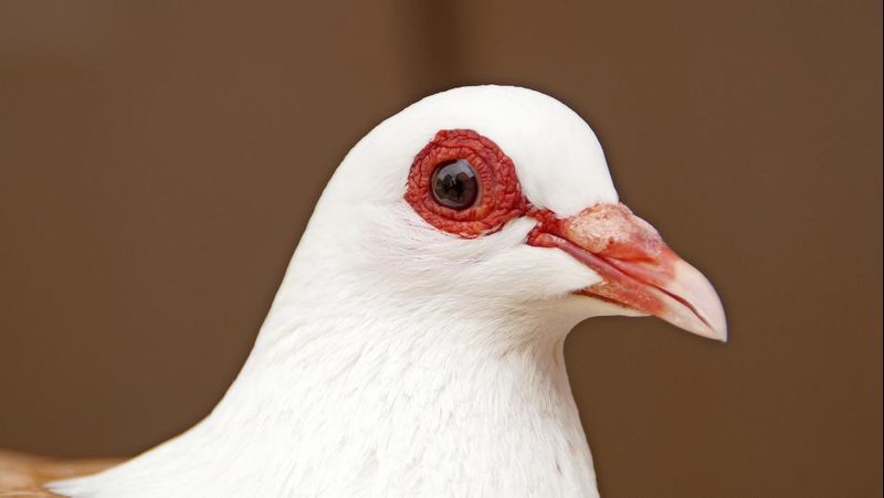 Kopf eines Fränkischen Samtschulds (Taube)