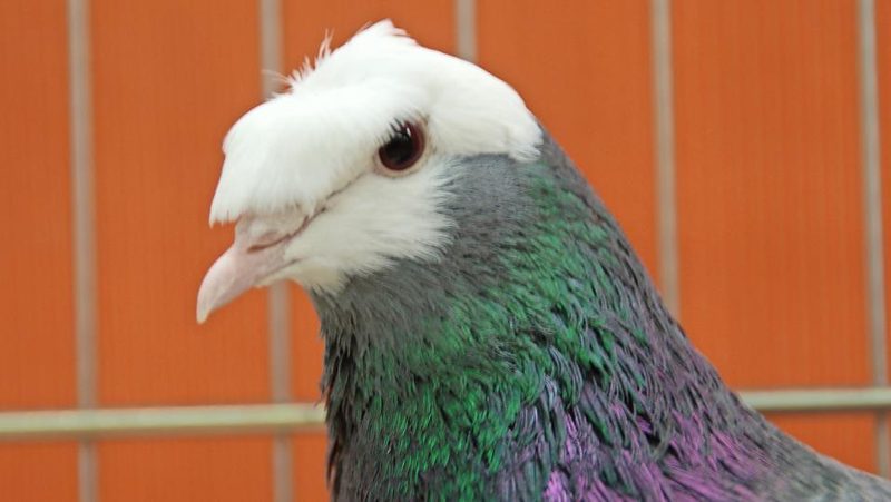 Kopf einer Vogtländer Trommeltaube