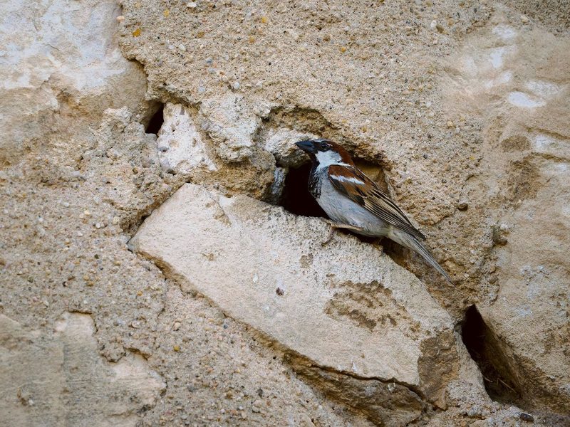 Spatz mit Nestloch