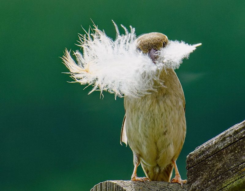 Spatz baut Nest.