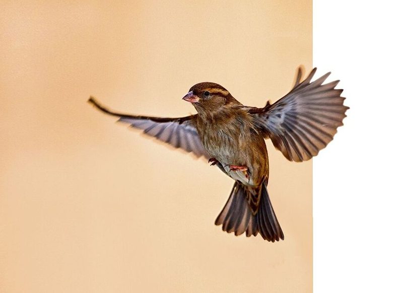 Vom gejagten Spatz zum geschätzten Helfer