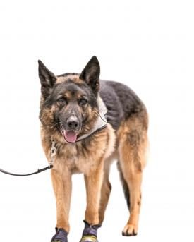 Spürhunde