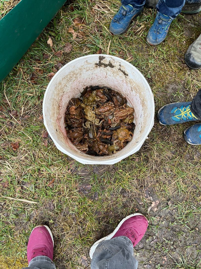 Amphibienwanderungen: Wie sich gefährdete Tiere retten lassen