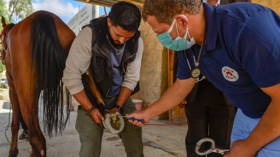 Vier Pfoten in Petra