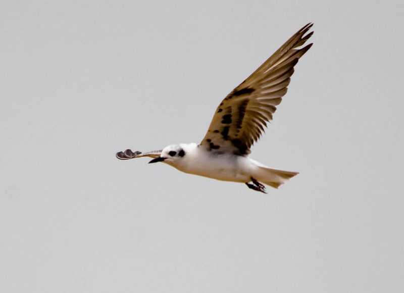 Diese Zugvögel fliegen im August durch die Schweiz