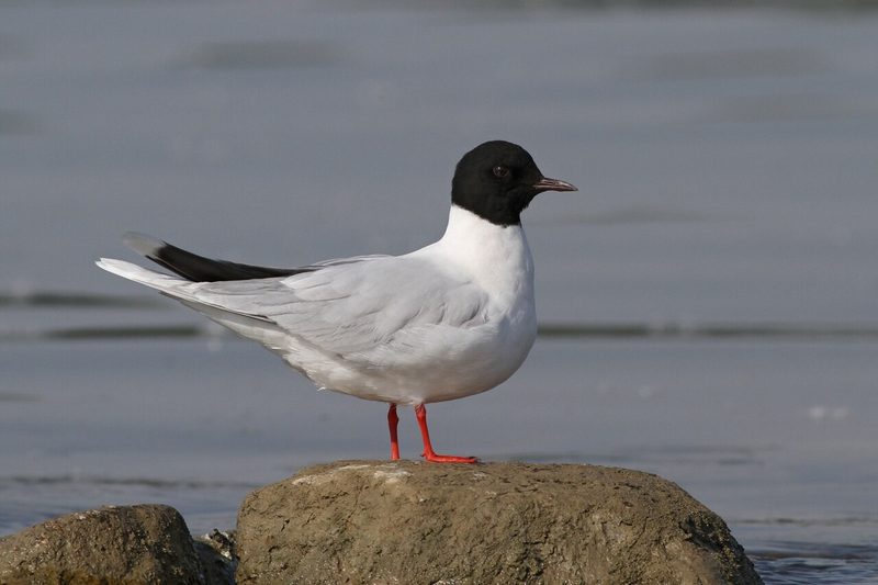 Diese Zugvögel fliegen im August durch die Schweiz