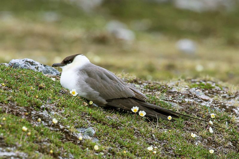 Diese Zugvögel fliegen im August durch die Schweiz