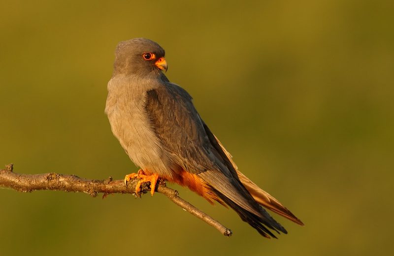 Diese Zugvögel fliegen im August durch die Schweiz