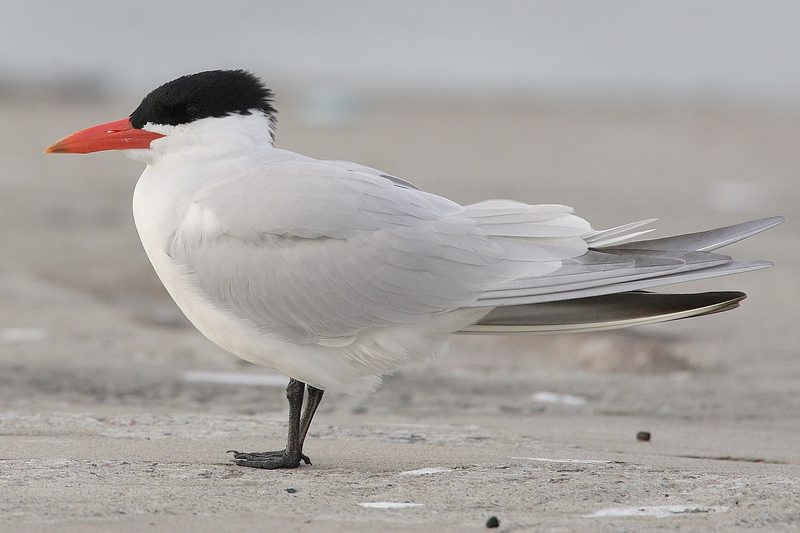Diese Zugvögel fliegen im August durch die Schweiz