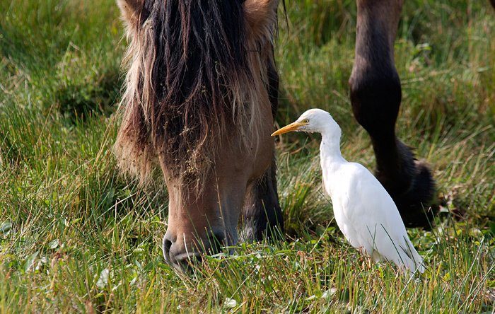 Diese Zugvögel fliegen im August durch die Schweiz