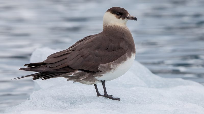 Diese Zugvögel fliegen im August durch die Schweiz