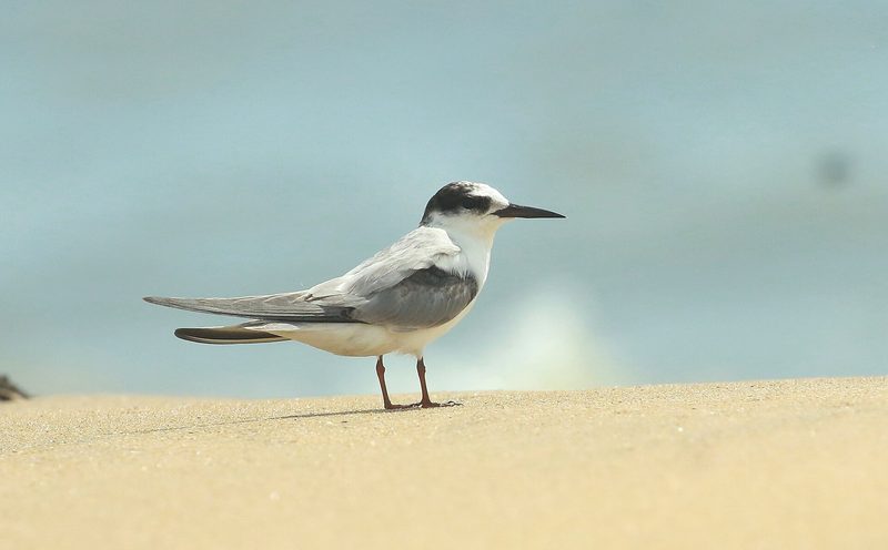 Diese Zugvögel fliegen im August durch die Schweiz