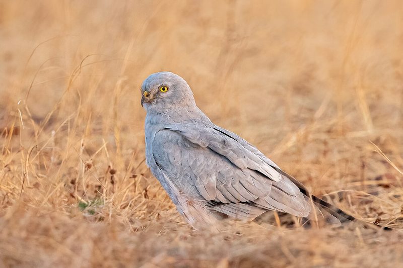 Diese Zugvögel fliegen im August durch die Schweiz