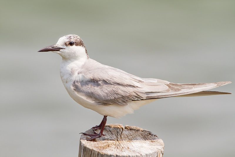Diese Zugvögel fliegen im August durch die Schweiz