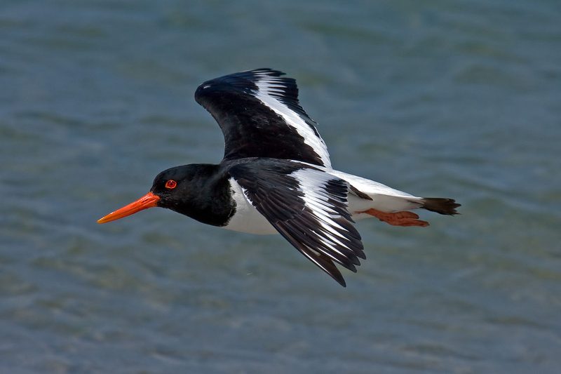 Diese Zugvögel fliegen im August durch die Schweiz