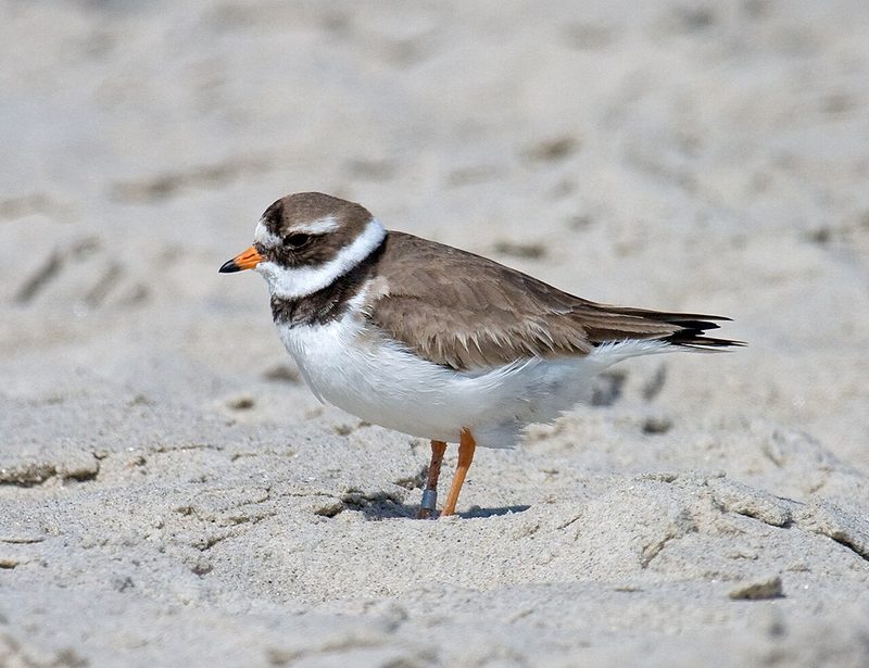 Diese Zugvögel fliegen im August durch die Schweiz