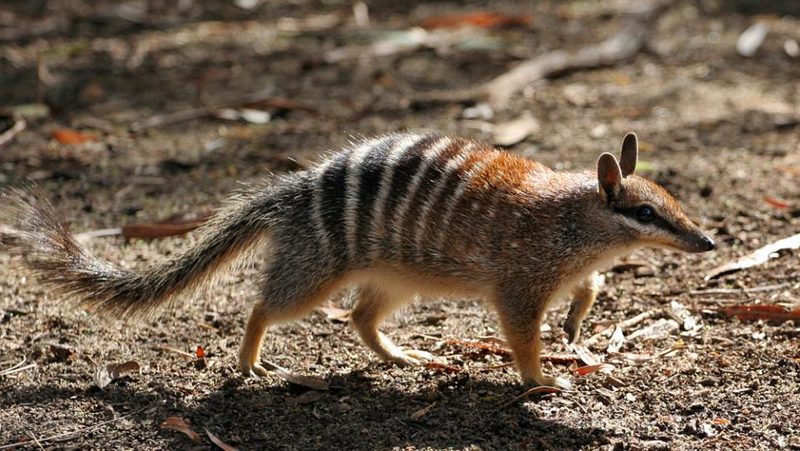 Numbat