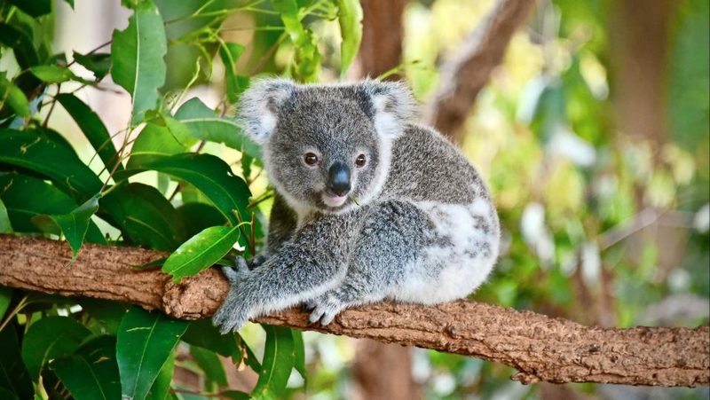 Koala
